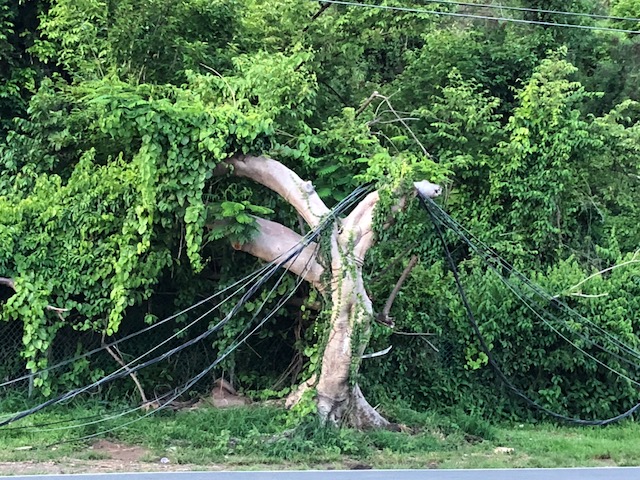 a broken tree with a telephone wire hanging from its branches